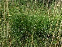 Carex paniculata 1, Pluimzegge, Saxifraga-Rutger Barendse