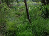 Carex paniculata 12, Pluimzegge, Saxifraga-Hans Boll