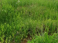 Carex paniculata 14, Pluimzegge, Saxifraga-Hans Boll