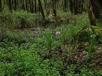 Carex paniculata 18, Pluimzegge, Saxifraga-Hans Boll