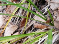 Carex paniculata 25, Pluimzegge, Saxifraga-Rutger Barendse