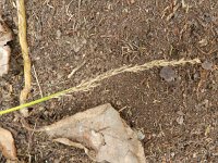 Carex paniculata 27, Pluimzegge, Saxifraga-Rutger Barendse