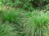 Carex paniculata 4, Pluimzegge, Saxifraga-Jan Willem Jongepier