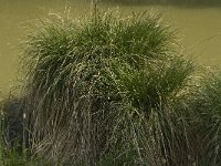 Carex paniculata 5, Pluimzegge, Saxifraga-Willem van Kruijsbergen