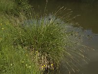 Carex paniculata 6, Pluimzegge, Saxifraga-Willem van Kruijsbergen