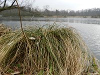 Carex paniculata 7, Pluimzegge, Saxifraga-Rutger Barendse