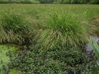 Carex paniculata 9, Pluimzegge, Saxifraga-Hans Boll