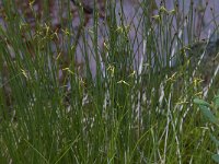 Carex pauciflora, Fewflower Sedge