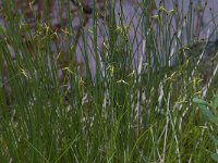 Carex pauciflora 1, Armbloemige zegge, Saxifraga-Willem van Kruijsbergen