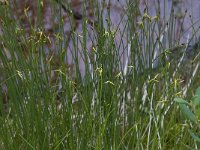 Carex pauciflora 2, Armbloemige zegge, Saxifraga-Willem van Kruijsbergen