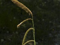 Carex pendula, Pendulous Sedge