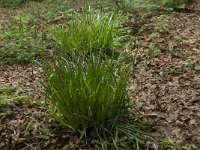 Carex pendula 8, Hangende zegge, Saxifraga-Willem van Kruijsbergen