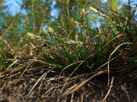 Carex pilulifera 1, Pilzegge, Saxifraga-Ed Stikvoort