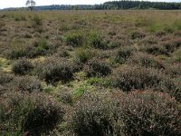 Carex pilulifera 10, Pilzegge, Saxifraga-Hans Boll