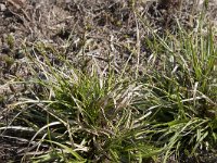 Carex pilulifera 21, Pilzegge, Saxifraga-Willem van Kruijsbergen