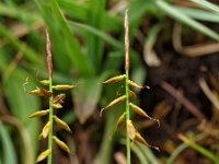 Carex pulicaris, Flea Sedge