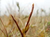 Carex pulicaris 34, Vlozegge, Saxifraga-Ed Stikvoort