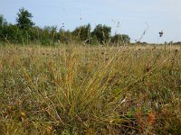 Carex pulicaris 36, Vlozegge, Saxifraga-Ed Stikvoort