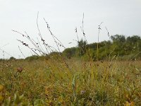 Carex pulicaris 39, Vlozegge, Saxifraga-Ed Stikvoort