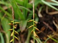 Carex pulicaris 1, Vlozegge, Saxifraga-Hans Dekker