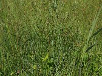 Carex pulicaris 10, Vlozegge, Saxifraga-Hans Boll