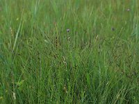 Carex pulicaris 11, Vlozegge, Saxifraga-Hans Boll