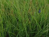 Carex pulicaris 14, Vlozegge, Saxifraga-Hans Boll