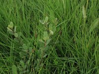 Carex pulicaris 16, Vlozegge, Saxifraga-Hans Boll