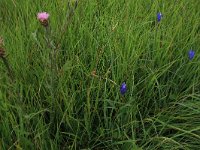 Carex pulicaris 18, Vlozegge, Saxifraga-Hans Boll