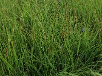 Carex pulicaris 19, Vlozegge, Saxifraga-Hans Boll