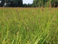 Carex pulicaris 20, Vlozegge, Saxifraga-Hans Boll