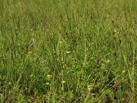 Carex pulicaris 21, Vlozegge, Saxifraga-Hans Boll