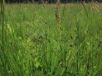 Carex pulicaris 22, Vlozegge, Saxifraga-Hans Boll