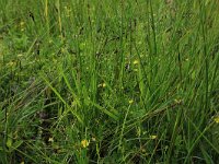 Carex pulicaris 25, Vlozegge, Saxifraga-Hans Boll