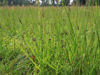 Carex pulicaris 26, Vlozegge, Saxifraga-Hans Boll