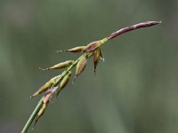 Carex pulicaris 3, Vlozegge, Saxifraga-Peter Meininger