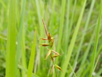 Carex pulicaris 31, Vlozegge, Saxifraga-Rutger Barendse