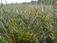 Carex pulicaris 33, Vlozegge, Saxifraga-Ed Stikvoort