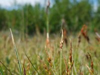 Carex pulicaris 37, Vlozegge, Saxifraga-Ed Stikvoort