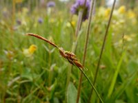 Carex pulicaris 38, Vlozegge, Saxifraga-Ed Stikvoort