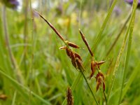 Carex pulicaris 40, Vlozegge, Saxifraga-Ed Stikvoort