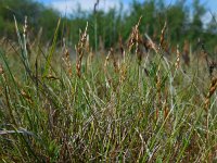 Carex pulicaris 41, Vlozegge, Saxifraga-Ed Stikvoort