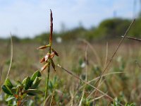 Carex pulicaris 43, Vlozegge, Saxifraga-Ed Stikvoort