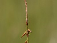 Carex pulicaris 5, Vlozegge, Saxifraga-Bas Klaver