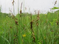 Carex pulicaris 6, Vlozegge, Saxifraga-Mark Zekhuis