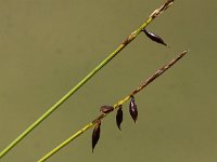 Carex pulicaris 7, Vlozegge, Saifraga-Peter Meininger