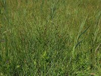 Carex pulicaris 9, Vlozegge, Saxifraga-Hans Boll