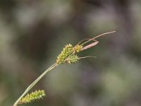 Carex punctata