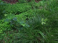 Carex remota 5, IJle zegge, Saxifraga-Hans Boll