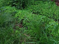 Carex remota 6, IJle zegge, Saxifraga-Hans Boll